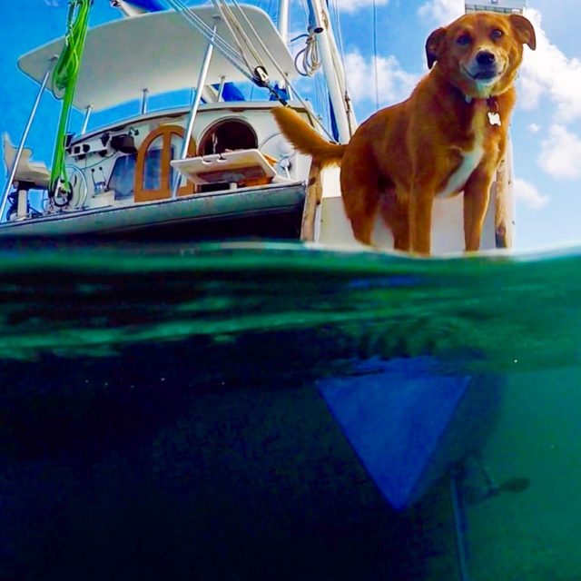 Preparing to Sail to the Caribbean with a DOG! Tula's Endless Summer
