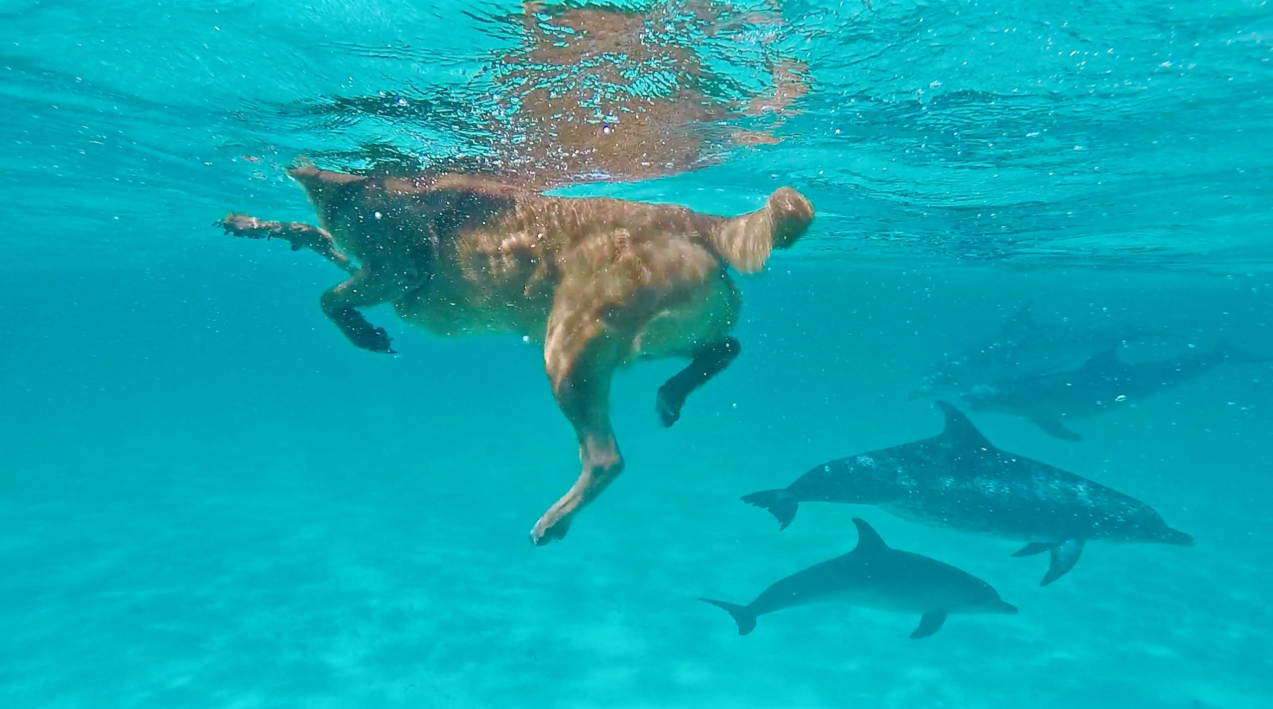 Dog swims with spotted dolphin!