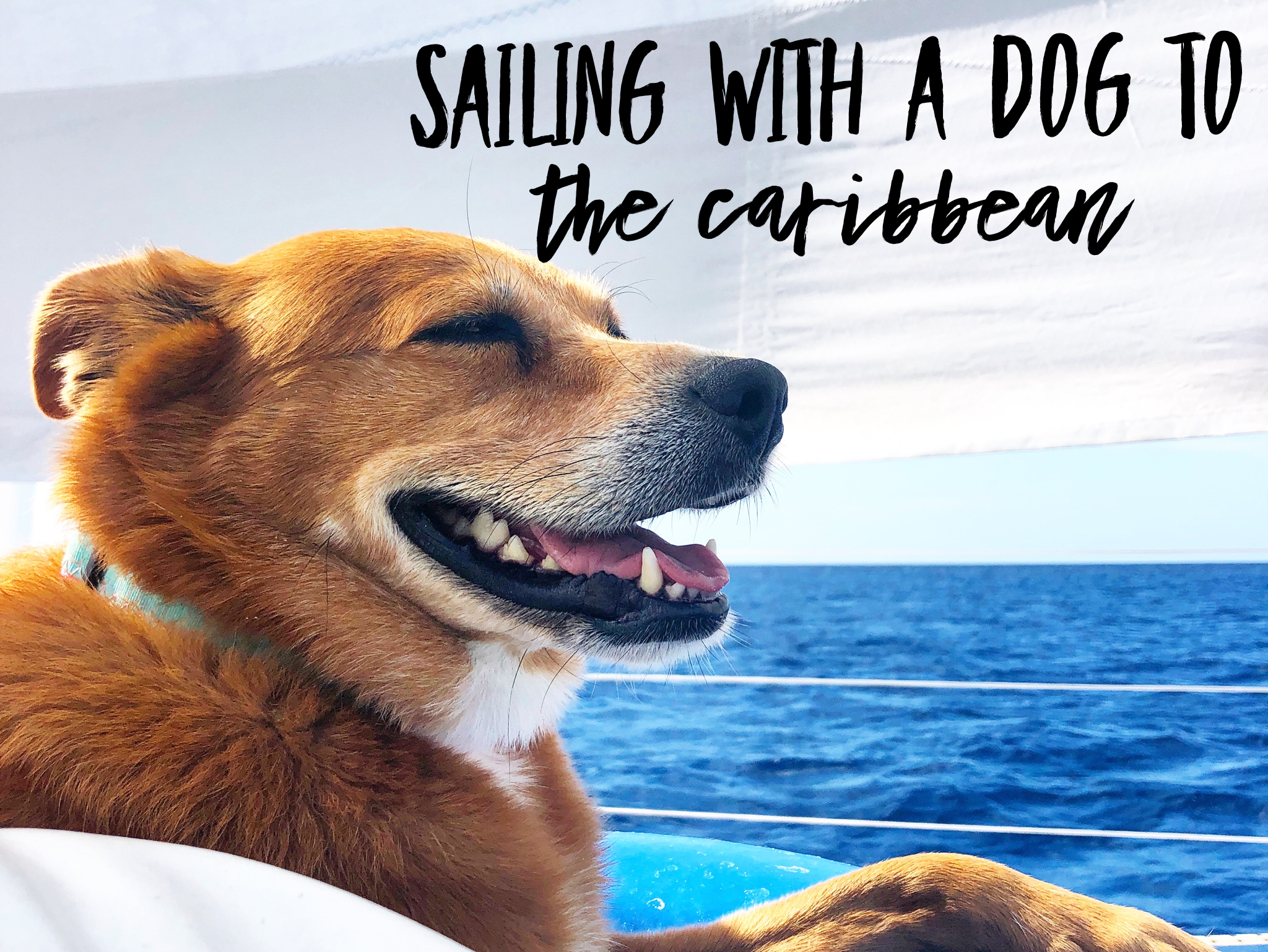 Sailing with a dog to the Caribbean